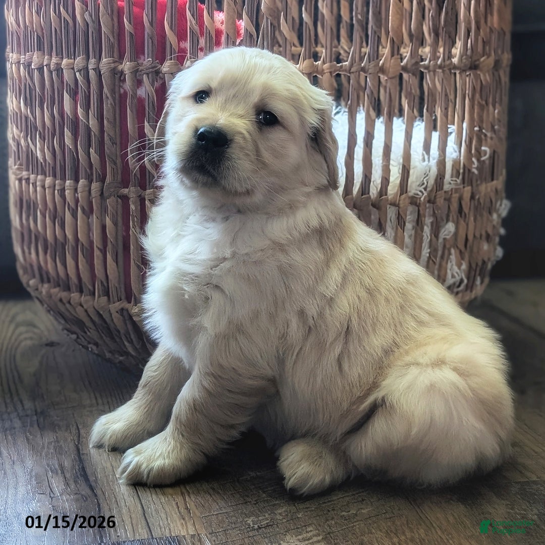 Golden Retriever dogs for sale: Willa - Ad 2