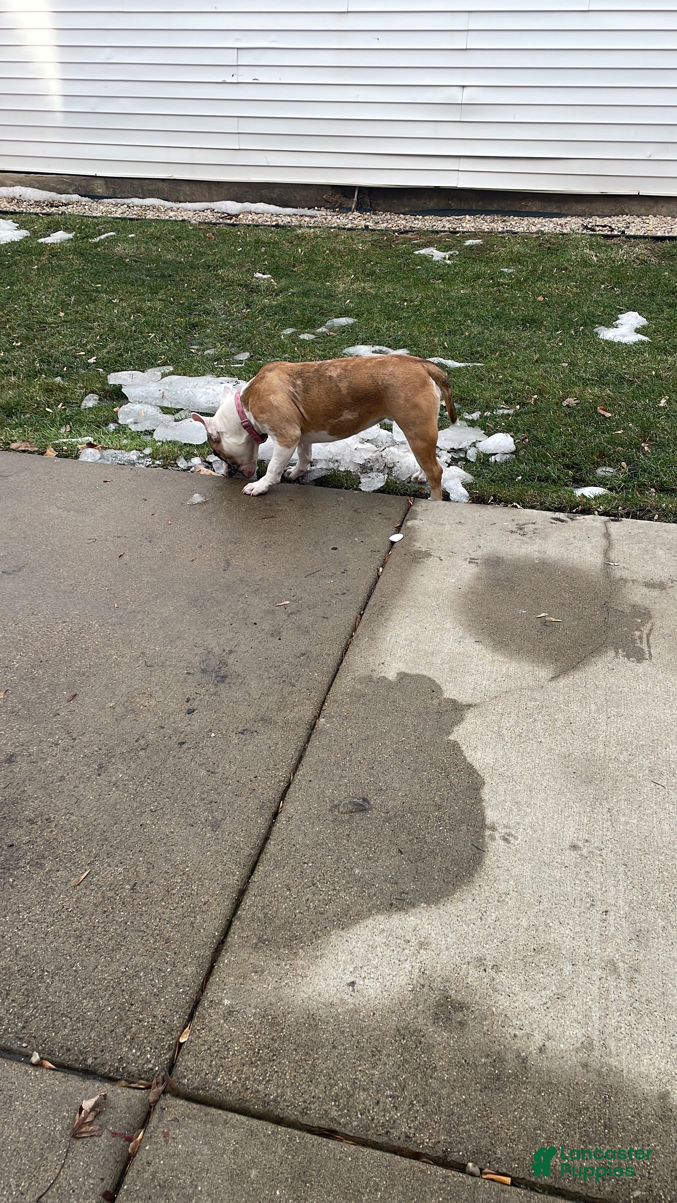 American Bully dogs American Bully Puppy 1 - Ad 22