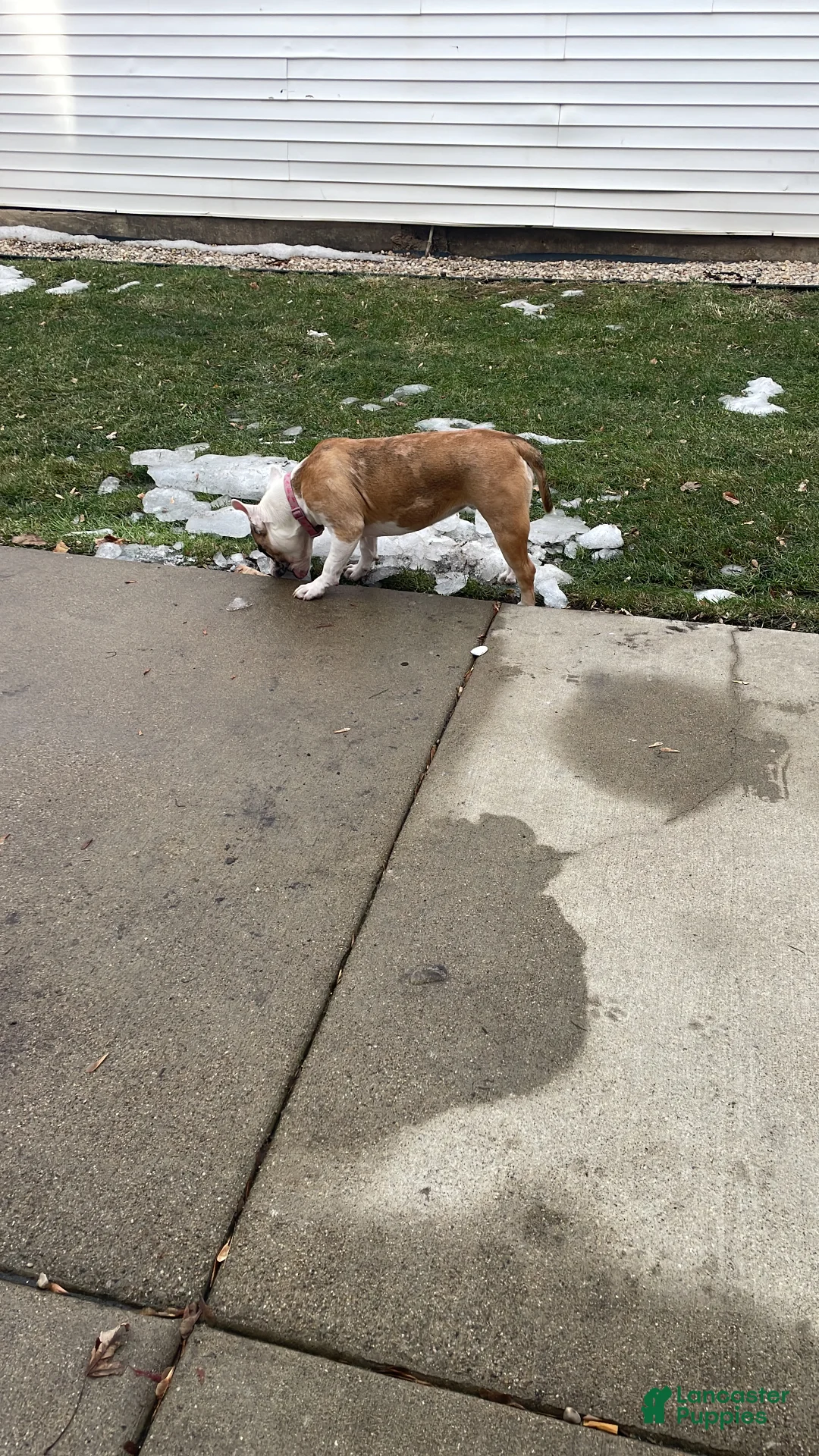 American Bully dogs for sale: American Bully Puppy 1 - Ad 1