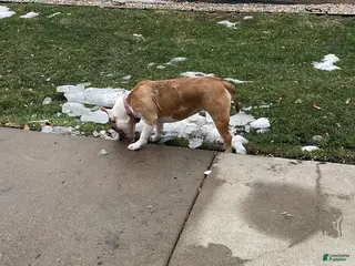 American Bully dogs American Bully Puppy 1 - Ad 32