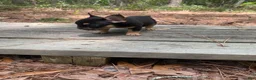 French Bulldog dogs for sale: Toto - Ad 5