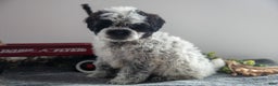 Mixed Breed dogs for sale: Oreo - Ad 3