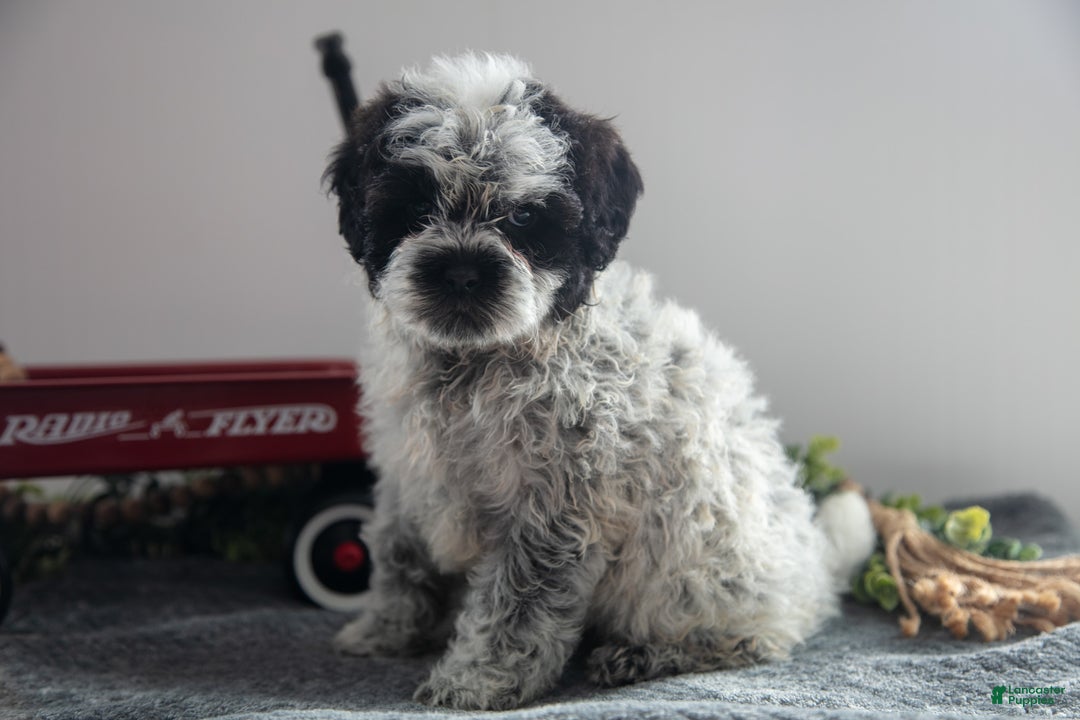 Mixed Breed dogs for sale: Oreo - Ad 3