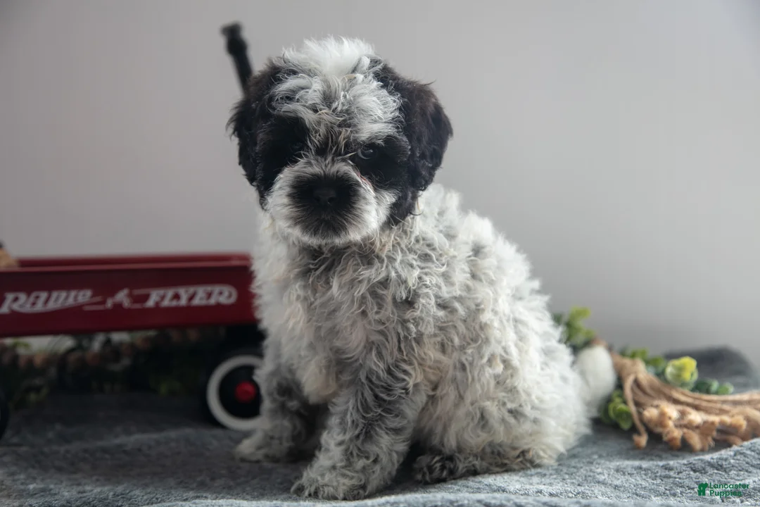 Mixed Breed dogs for sale: Oreo - Ad 3