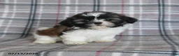 Shih Tzu dogs for sale: Sophie - Ad 4