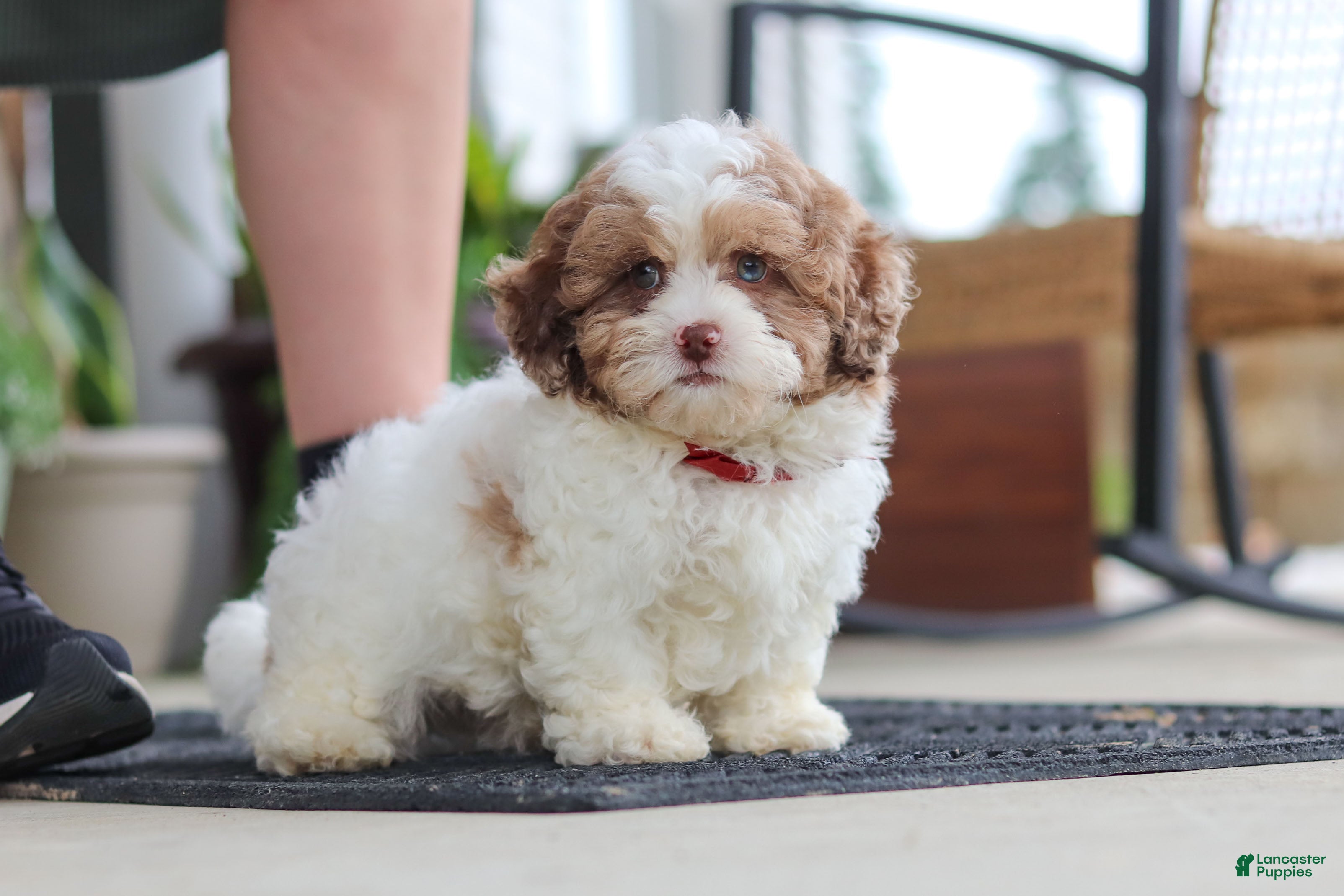 Shihpoo dogs Thomas - Ad 2