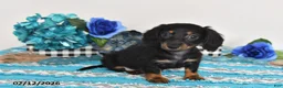 Miniature Dachshund dogs for sale: Felix - Ad 4