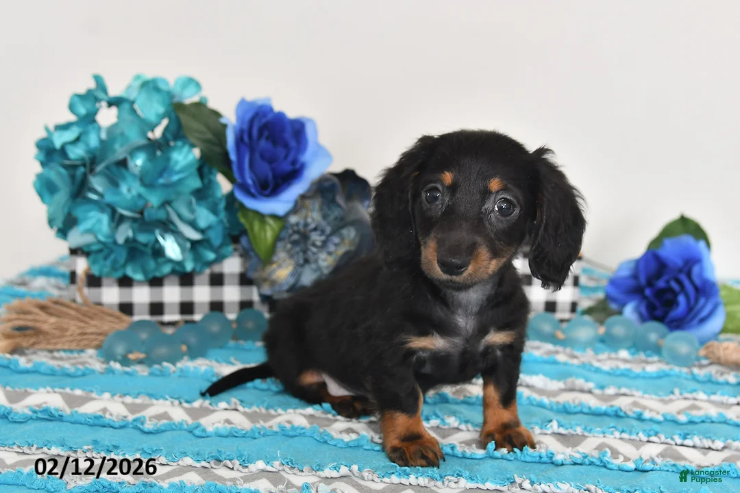 Miniature Dachshund dogs for sale: Felix - Ad 4