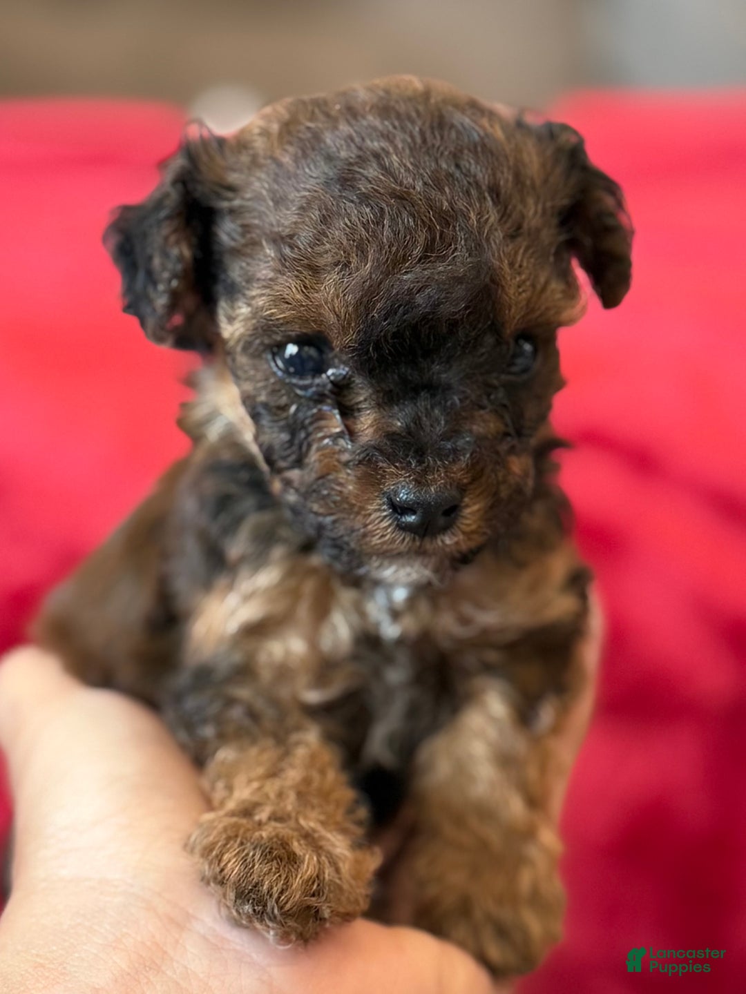 Mini Bernedoodle dogs for sale: Pinot Noir  - Ad 1