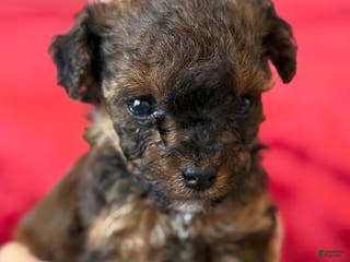 Mini Bernedoodle dogs Pinot Noir - Ad 22