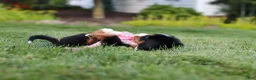 Bernese Mountain Dog dogs for sale: Aurora - Ad 9