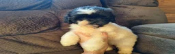 Teddy Bear dogs for sale: Rosie - Ad 4