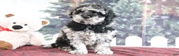 Mini Goldendoodle dogs for sale: Victor - Ad 3