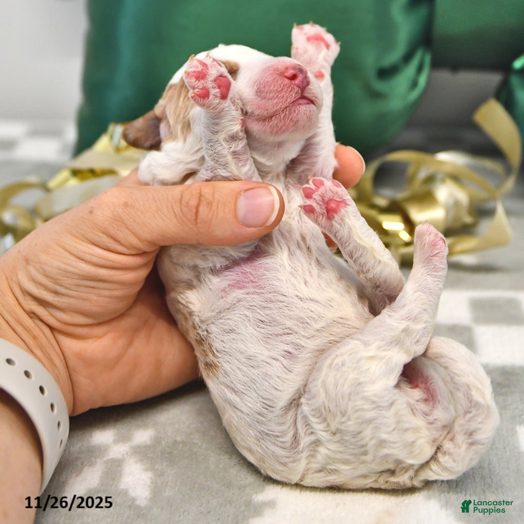 Mini Goldendoodle dogs for sale: Fiona - Ad 3