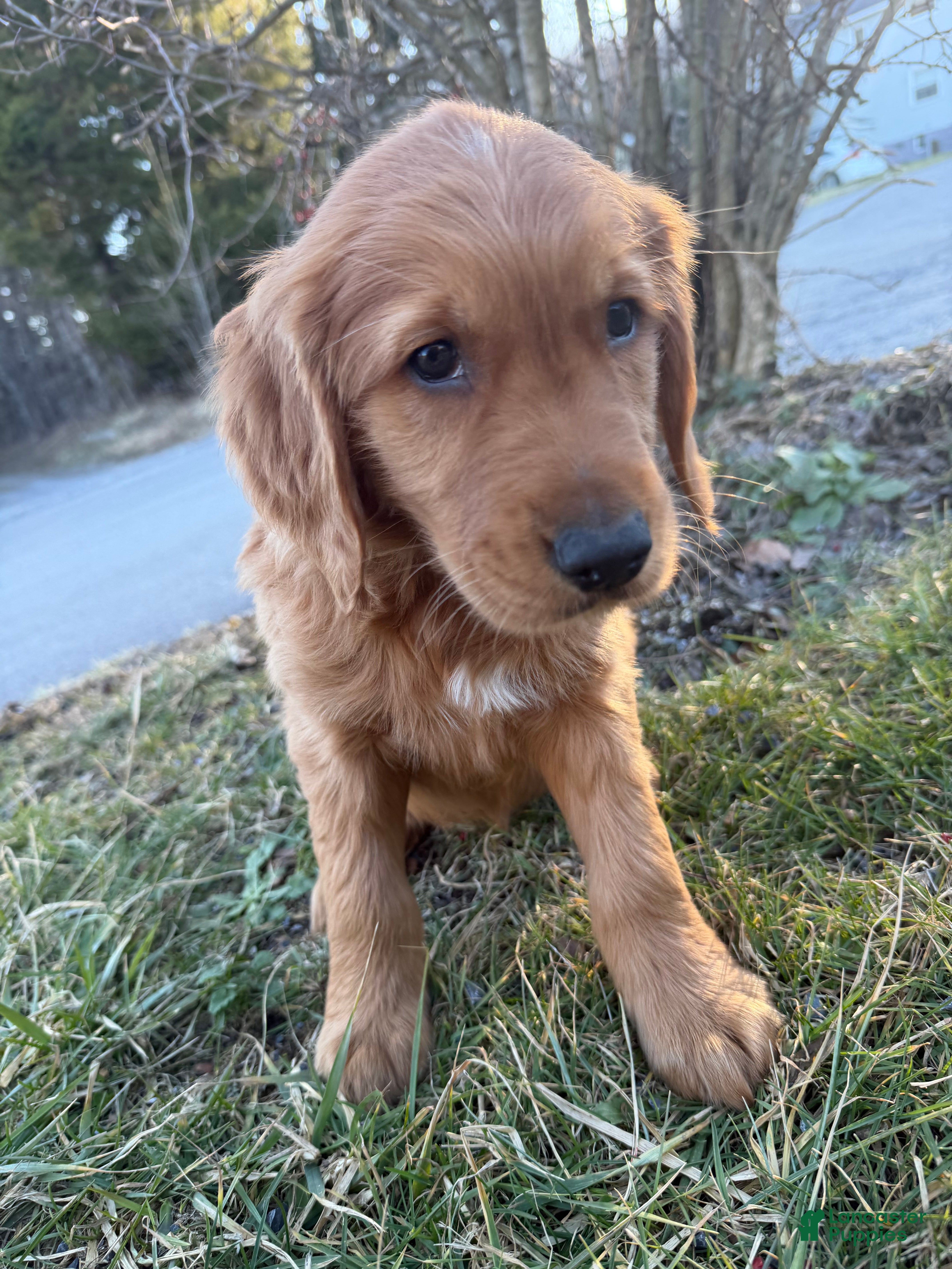 Golden Retriever dogs Bronco-dark blue - Ad 3