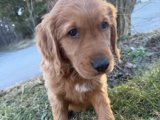 Golden Retriever dogs Bronco-dark blue - Ad 3