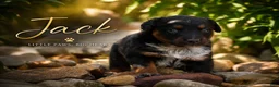 Mixed Breed dogs for sale: Jack - Ad 1