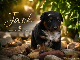 Mixed Breed dogs Jack - Ad 8