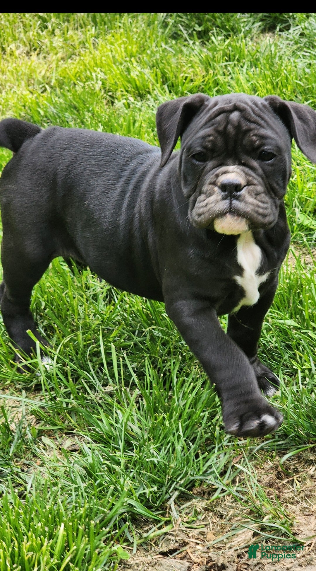 Olde English Bulldogge dogs Olde English Bulldogge Puppy 3 - Ad 1