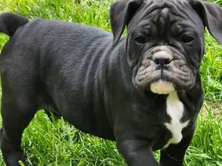 Olde English Bulldogge dogs for sale: Olde English Bulldogge Puppy 3 - Ad 3