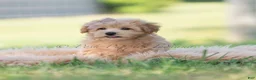 Maltipoo dogs for sale: tucker - Ad 5