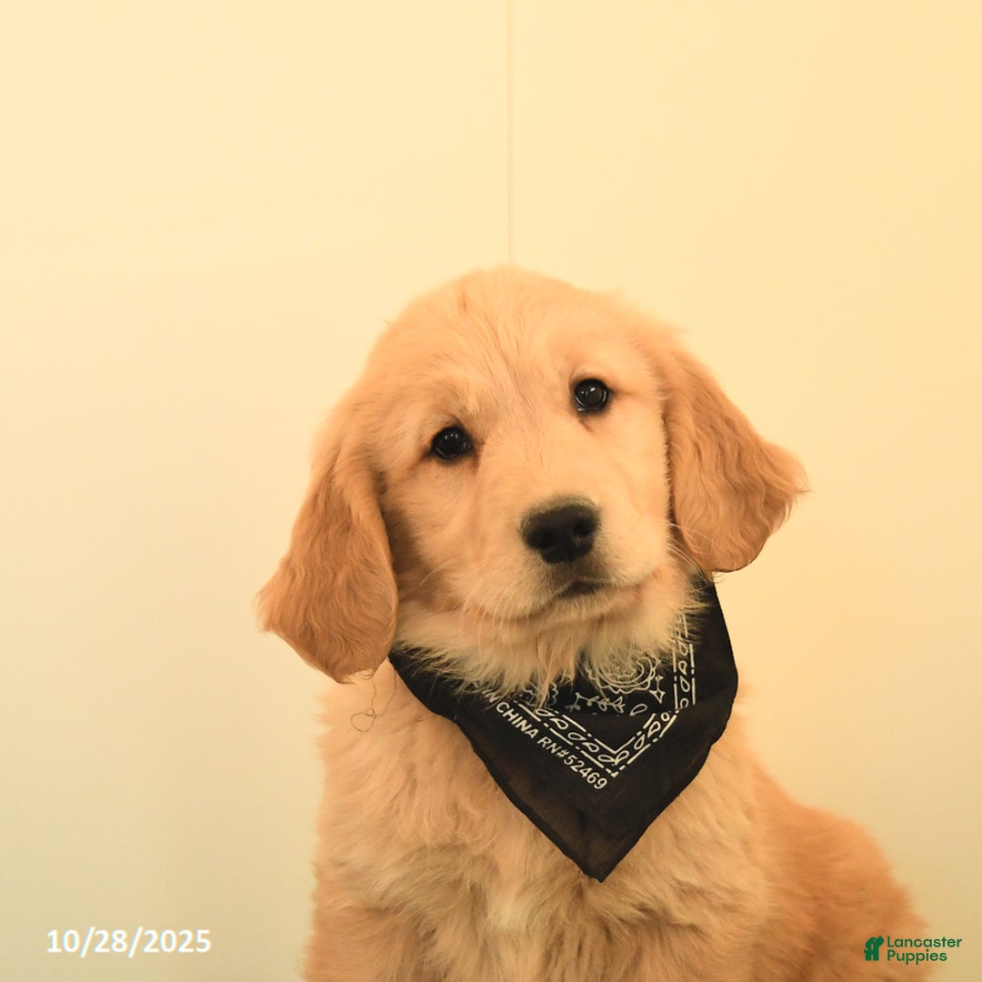 Golden Retriever dogs for sale: Walnut - Ad 9