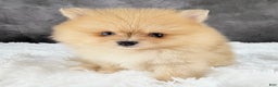 Pomeranian dogs for sale: Pomeranian Puppy 2 - Ad 4