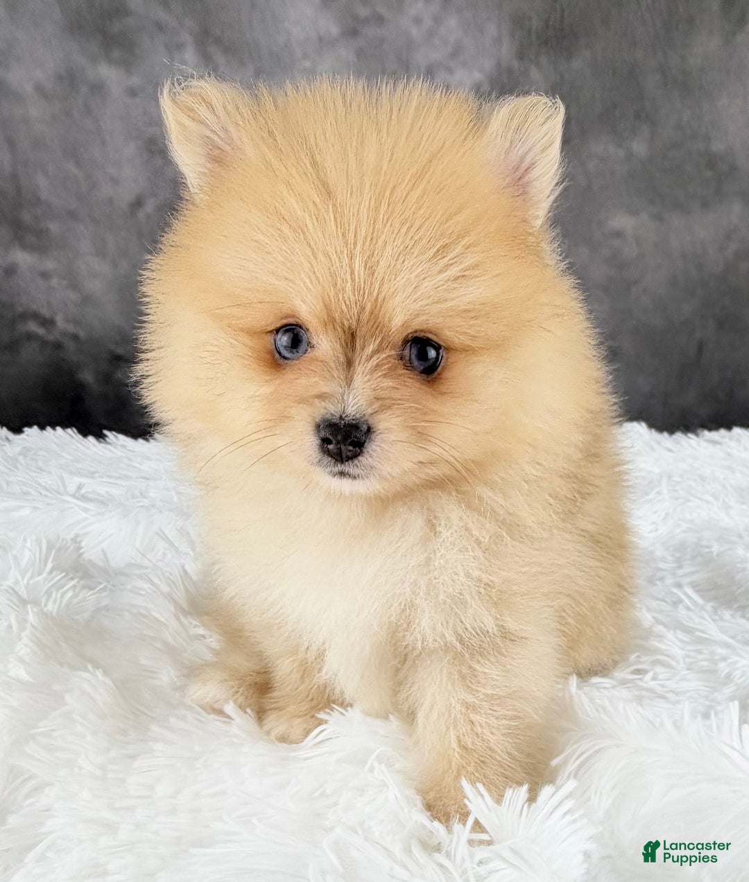 Pomeranian dogs for sale: Pomeranian Puppy 2 - Ad 4