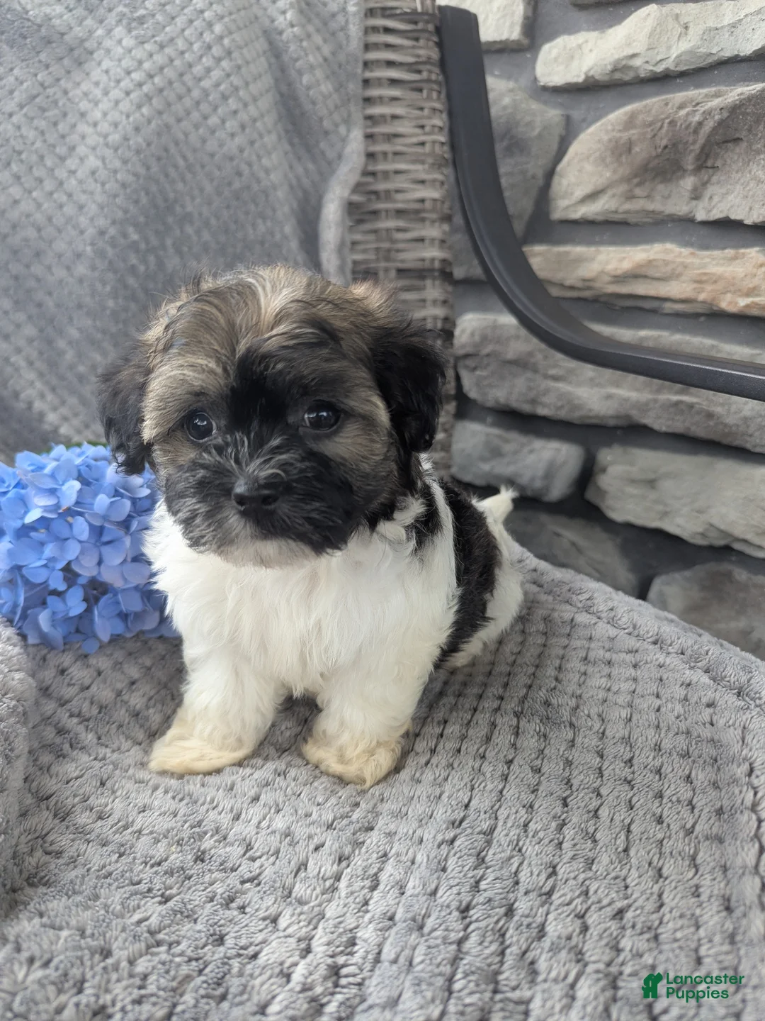 Havanese dogs for sale: Tucker - Ad 1