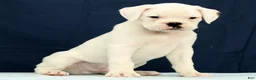 Boxer dogs for sale: Max - Ad 5