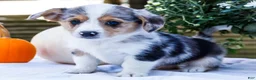 Mixed Breed dogs for sale: Rocky - Ad 6