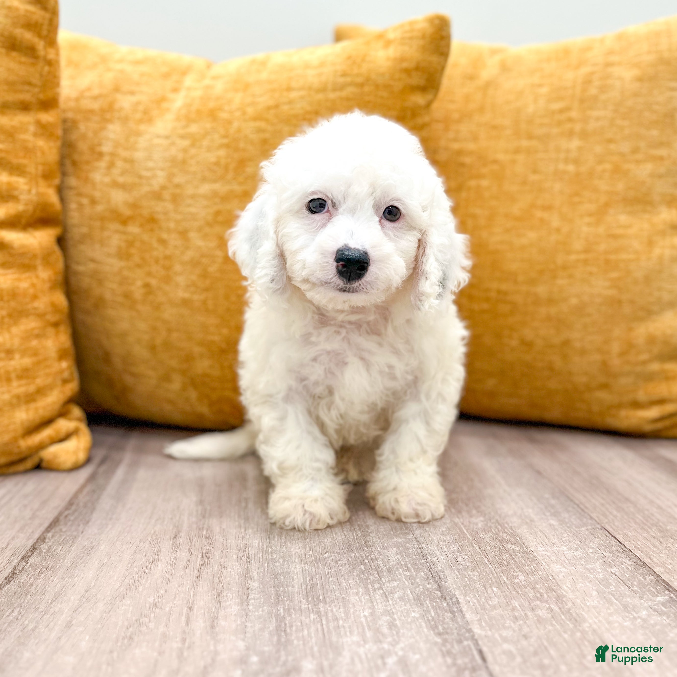 Miniature Poodle dogs Bubbles - Ad 2