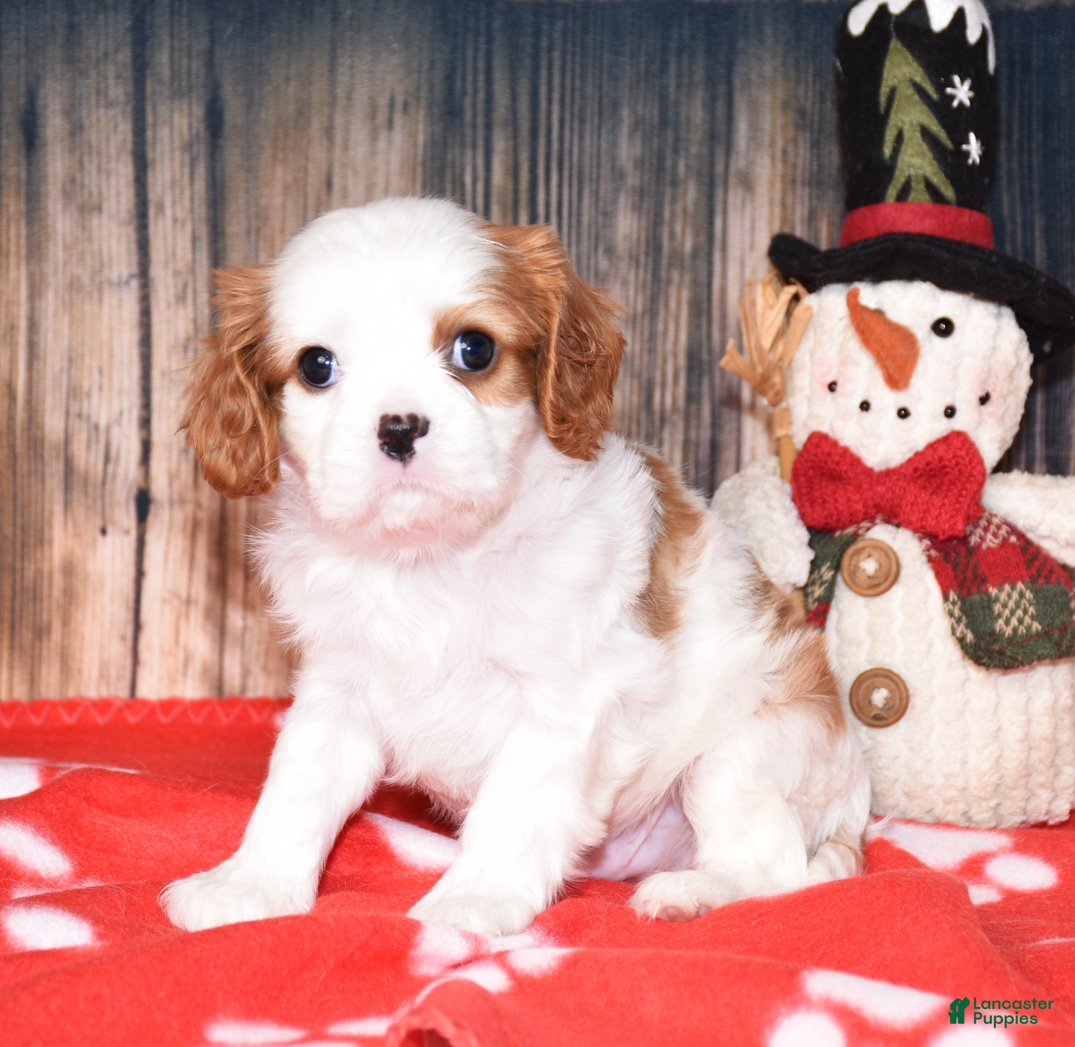 Cavalier King Charles Spaniel dogs Bagel - Ad 11