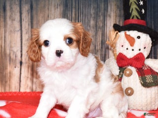 Cavalier King Charles Spaniel dogs Bagel - Ad 30