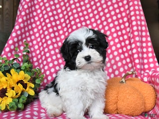 Maltipoo dogs - Ad 24
