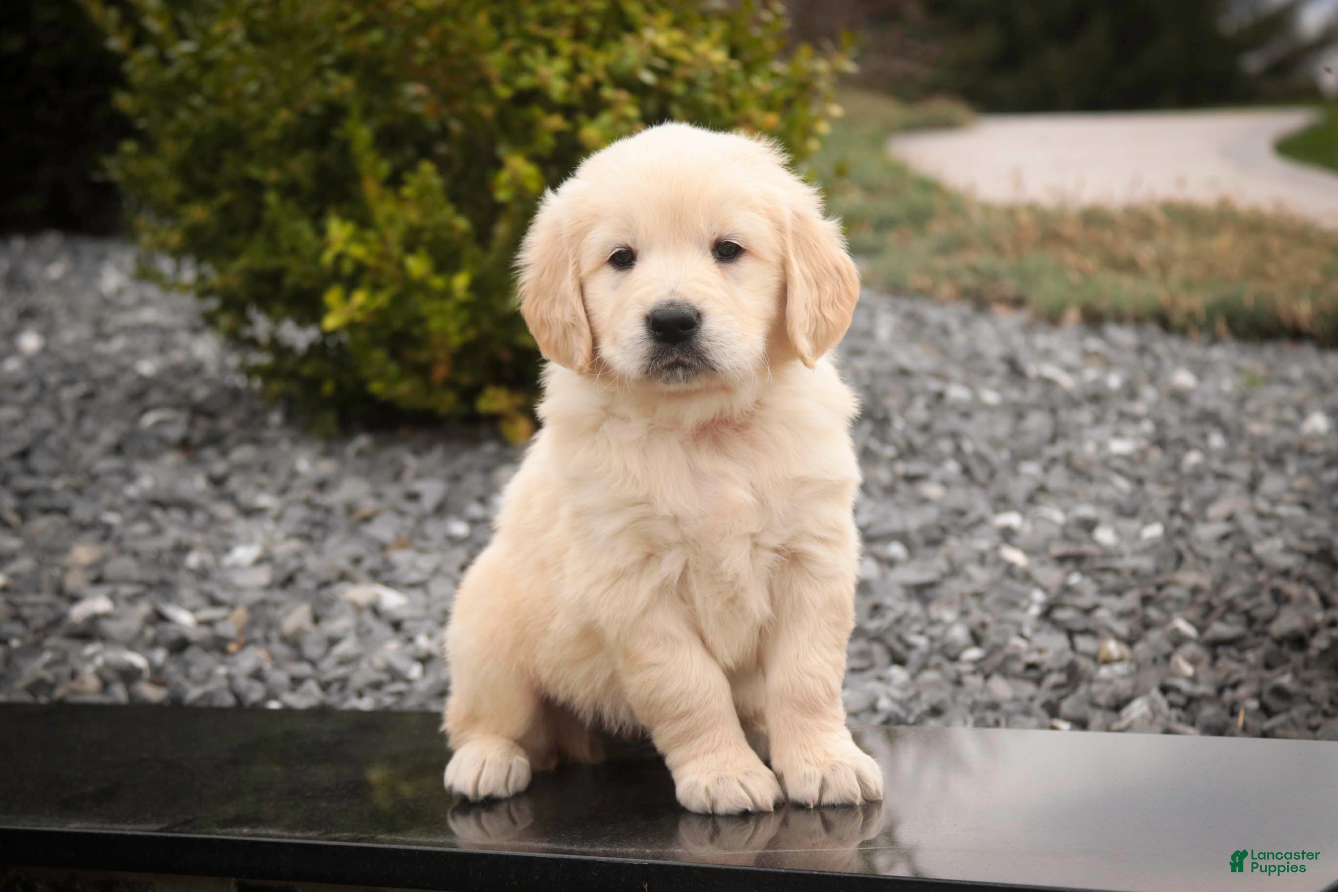 Golden Retriever dogs Ruby - Ad 37