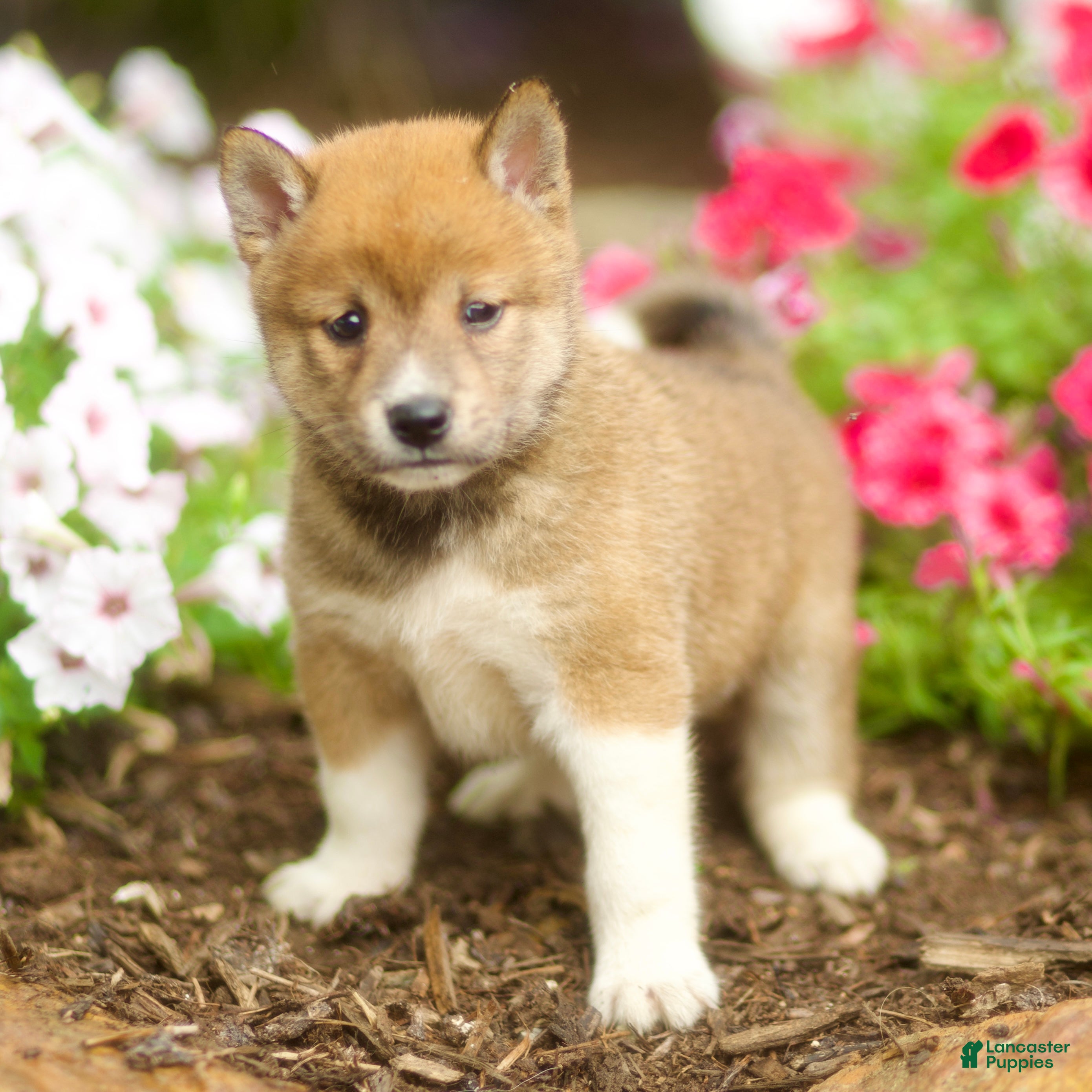 Shiba Inu dogs Lew - Ad 2