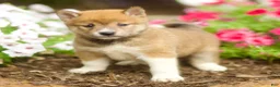 Shiba Inu dogs for sale: Lew - Ad 2