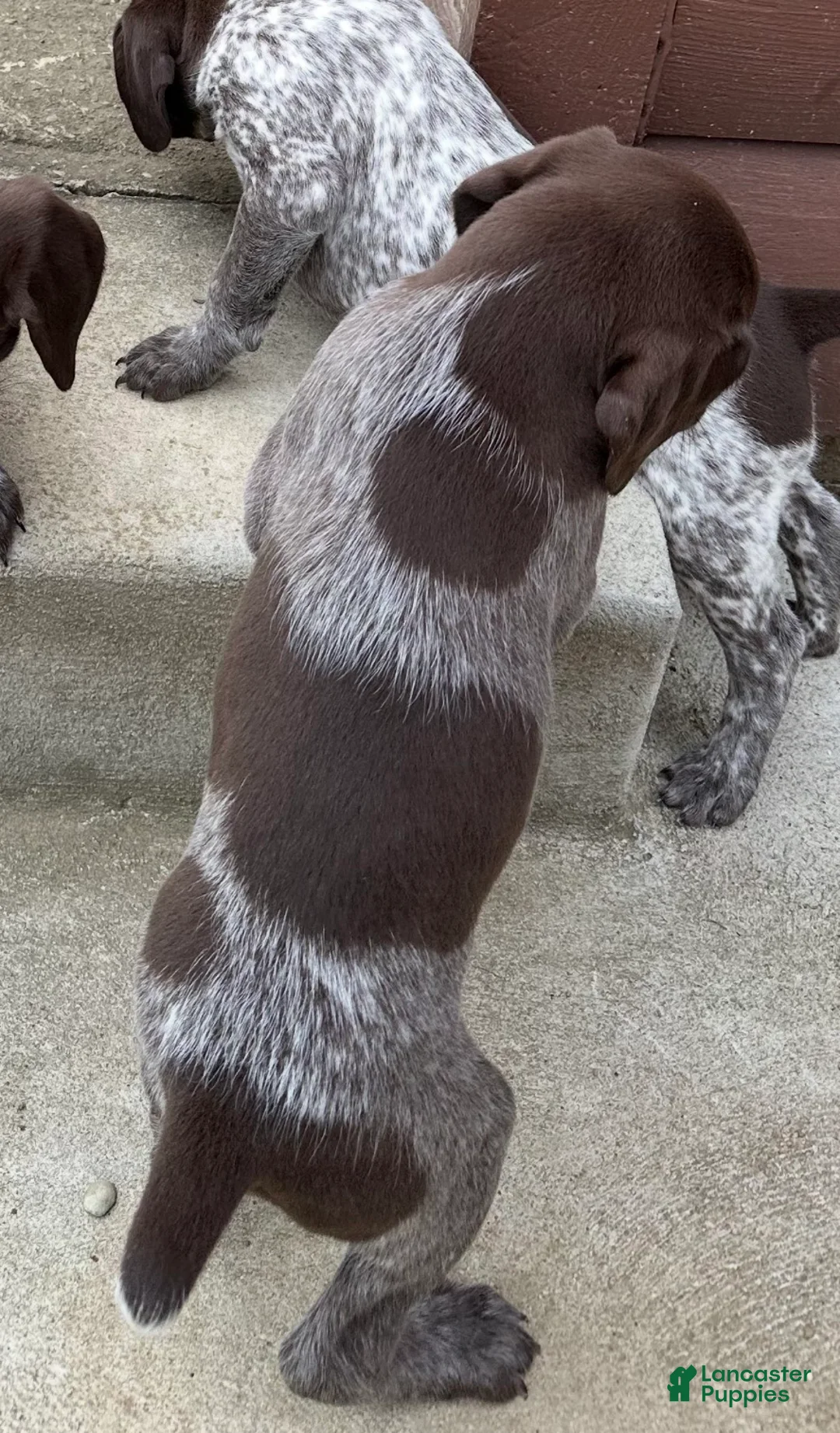 German Shorthaired Pointer dogs for sale: German Shorthaired Pointer Puppy 1 - Ad 2