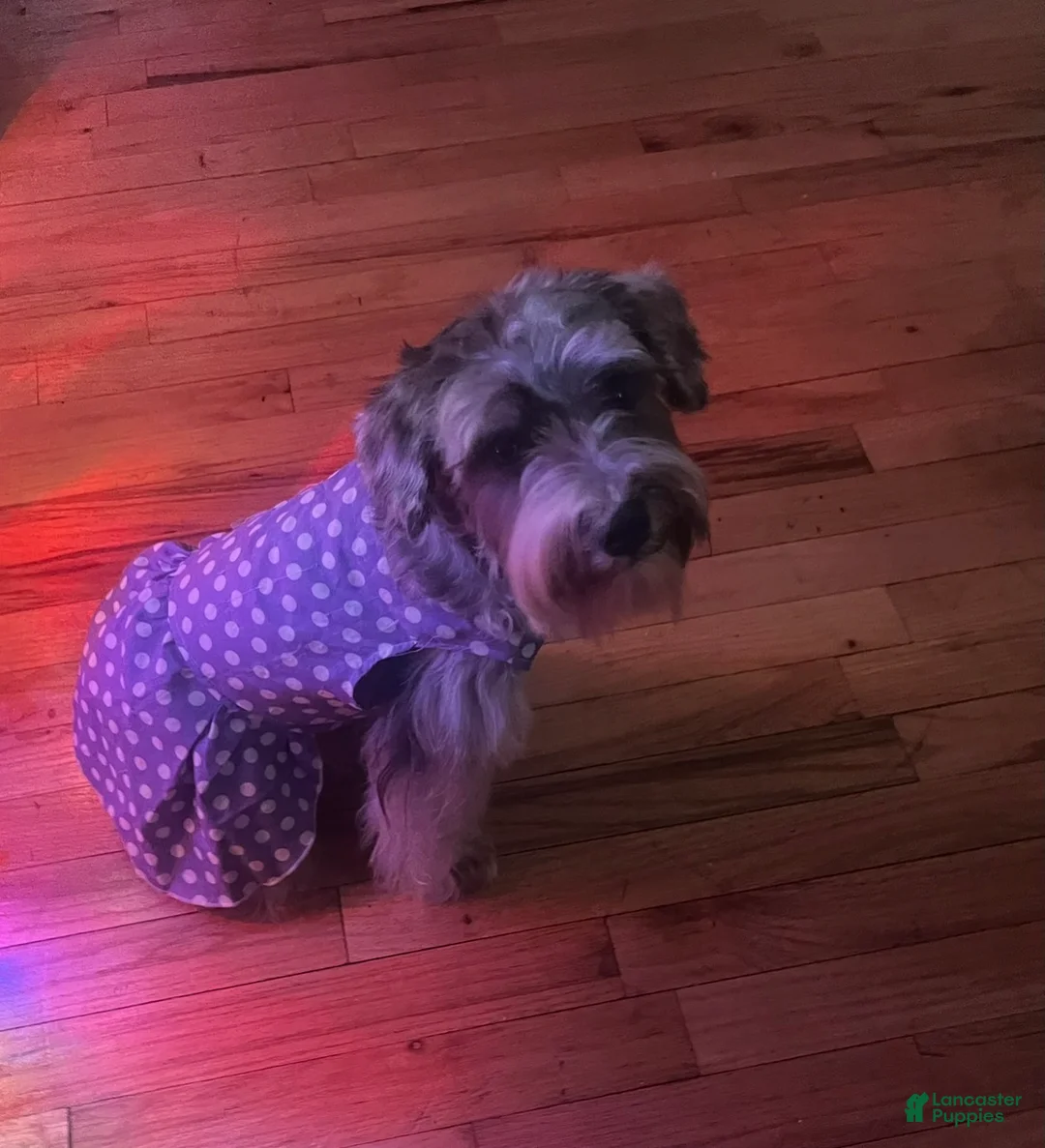 Schnoodle dogs for sale: Schnoodle Puppy 3 - Ad 2