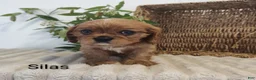 Cavalier King Charles Spaniel dogs for sale: Silas - Ad 1