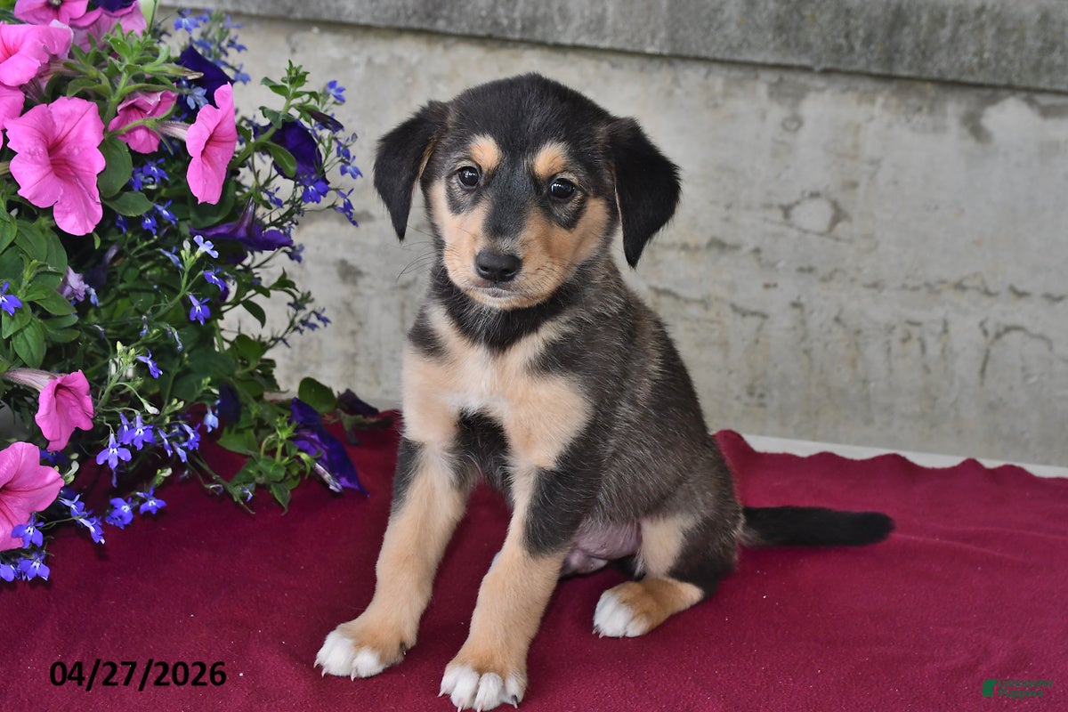Goberian dogs Pepper - Ad 2