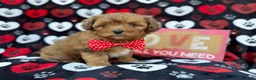Shihpoo dogs for sale: Hudson - Ad 4