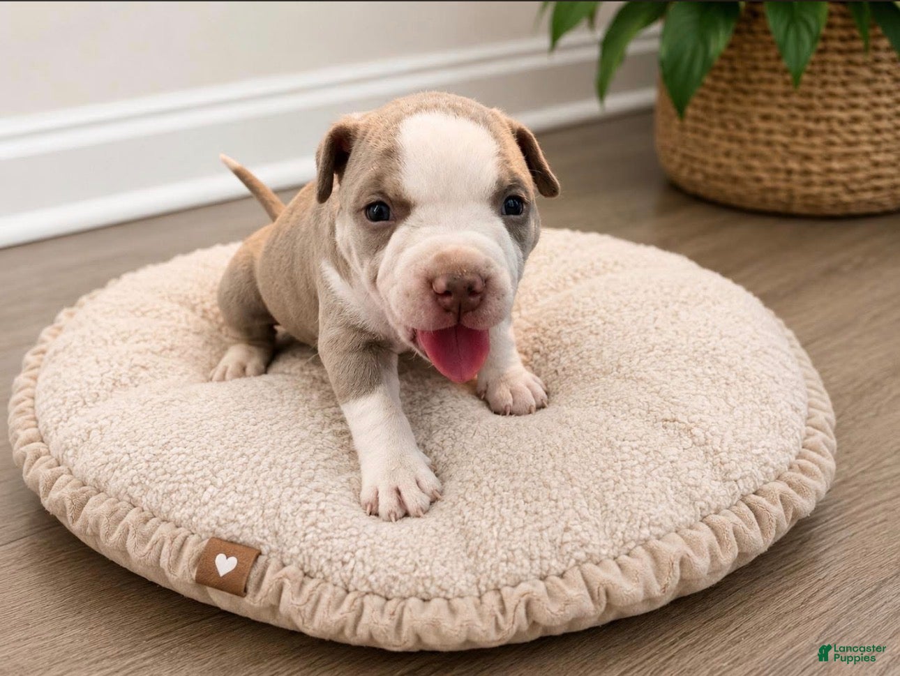 American Bully dogs Mixed Breed Puppy 2 - Ad 2