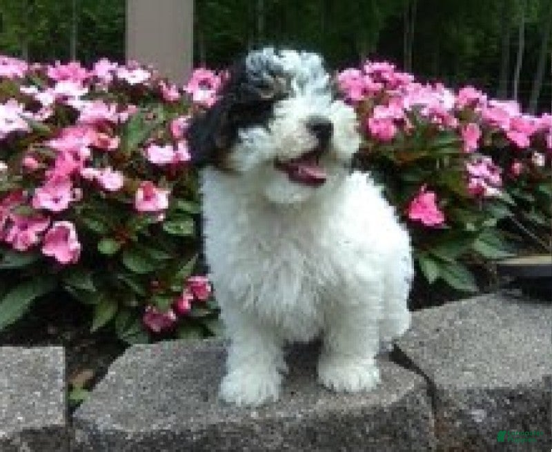 Miniature Poodle dogs Cookie - Ad 2