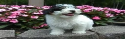 Miniature Poodle dogs for sale: Cookie - Ad 2