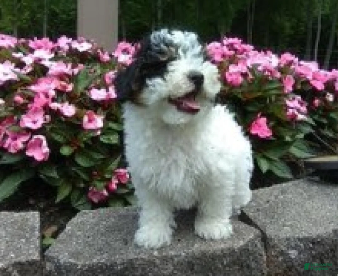 Miniature Poodle dogs for sale: Cookie - Ad 2