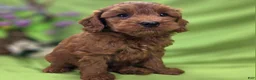 Cockapoo dogs for sale: Milan - Ad 10