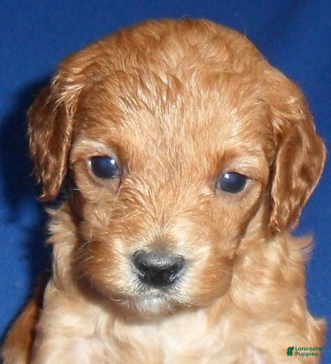 Cockapoo dogs for sale: Peanut - Ad 3
