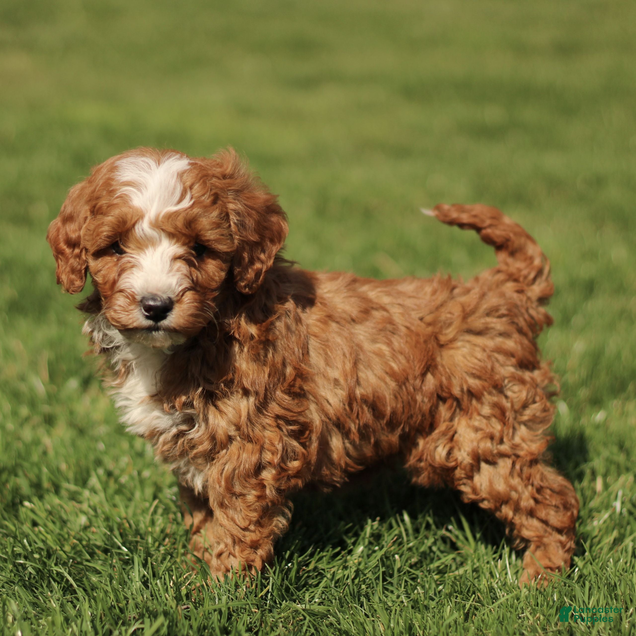 Cavapoo dogs Sparky - Ad 2